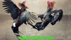 đá gà trực tiếp cựa dao